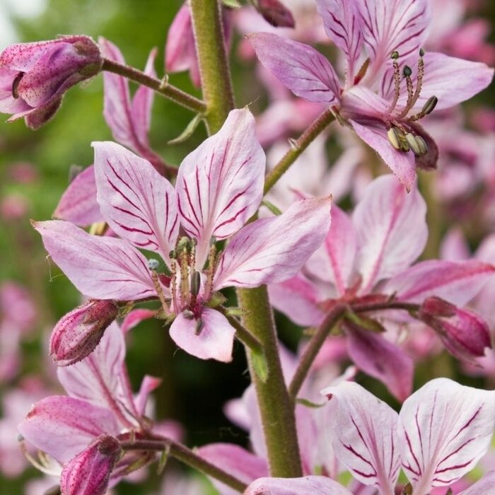 Vuurwerkplant - Dictamnus albus