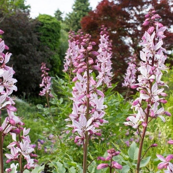 Vuurwerkplant - Dictamnus albus