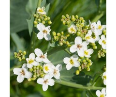 Zeekool - Crambe cordifolia