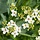 Zeekool - Crambe cordifolia