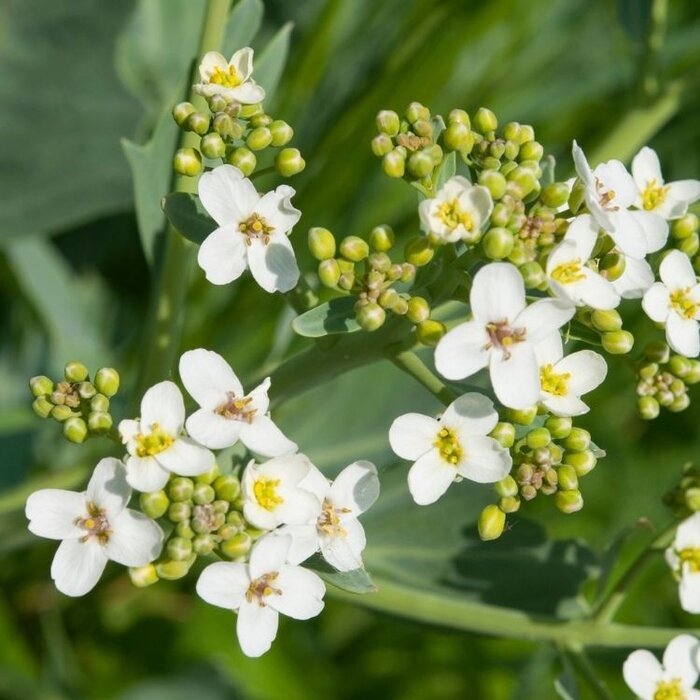 Zeekool - Crambe cordifolia