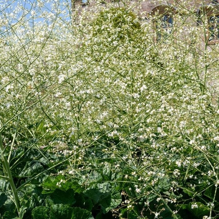 Zeekool - Crambe cordifolia