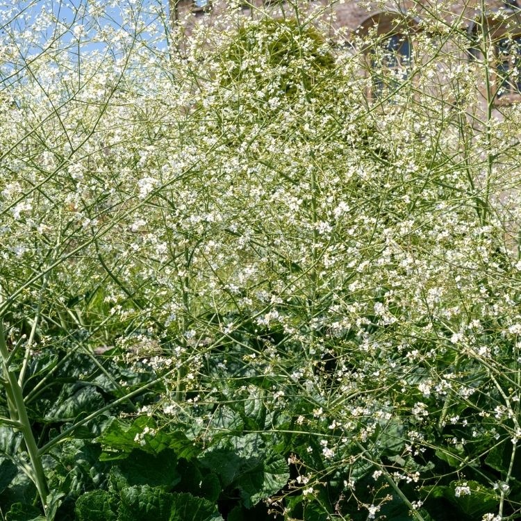 Zeekool - Crambe cordifolia