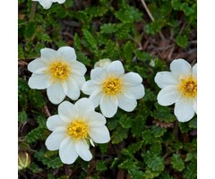 Zilverkruid - Dryas suendermannii