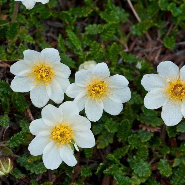 Zilverkruid - Dryas suendermannii