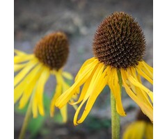 Zonnehoed - Echinacea paradoxa
