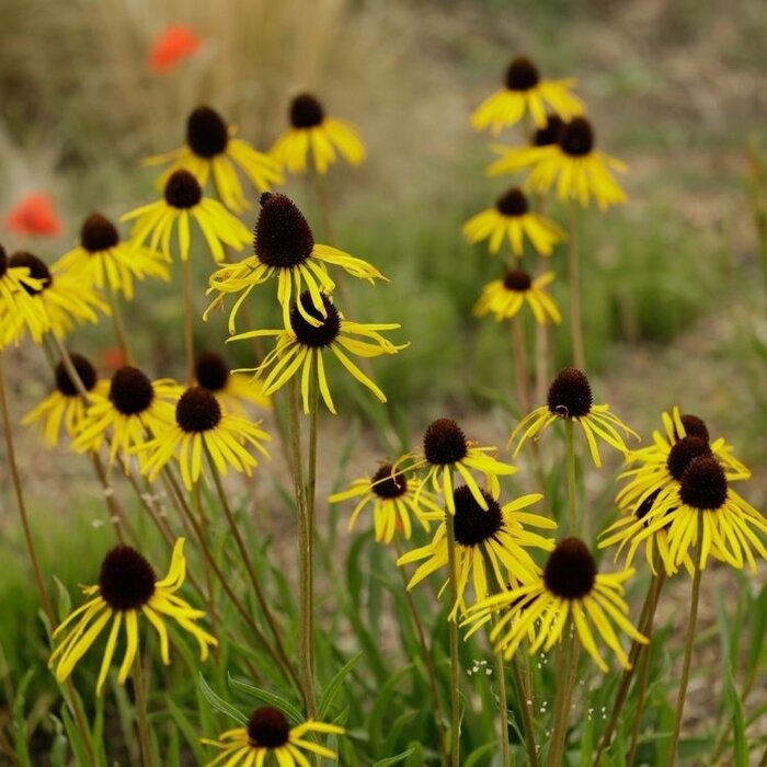 Zonnehoed - Echinacea paradoxa