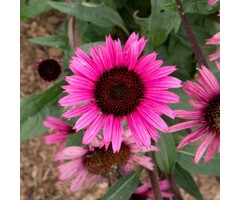 Zonnehoed - Echinacea purp. 'Fatal Attraction'