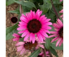 Zonnehoed - Echinacea purpurea 'Fatal Attraction'