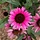 Zonnehoed - Echinacea purpurea 'Fatal Attraction'