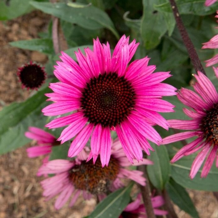 Zonnehoed - Echinacea purpurea 'Fatal Attraction'