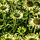 Zonnehoed - Echinacea purp. 'Green Jewel'