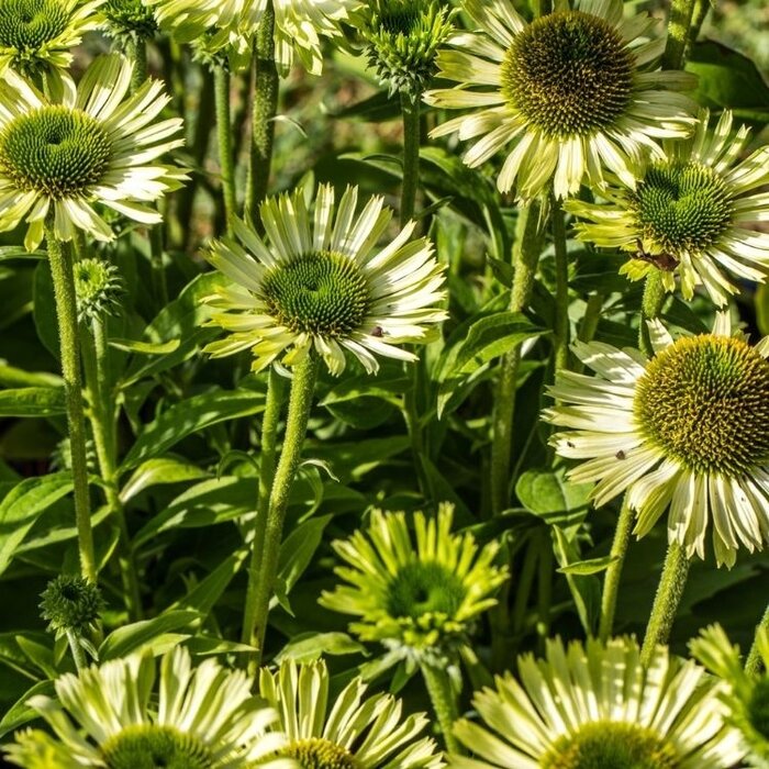Zonnehoed - Echinacea purp. 'Green Jewel'