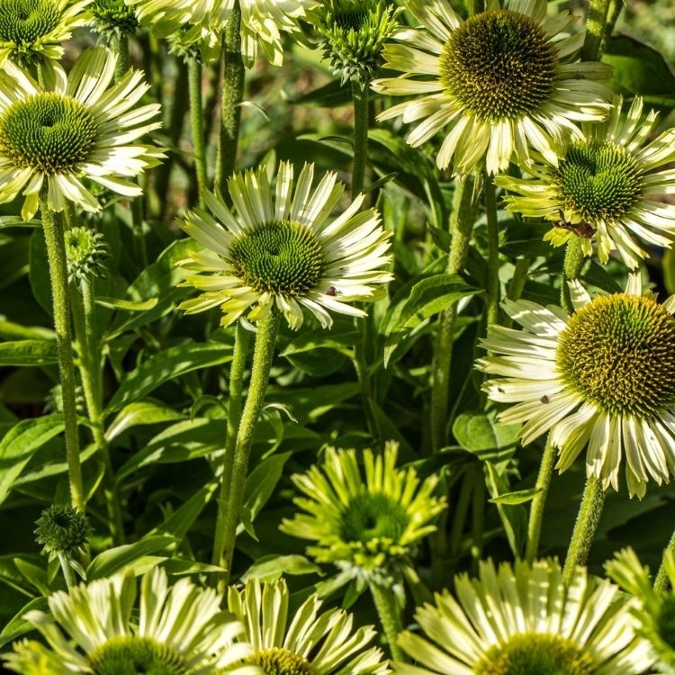 Zonnehoed - Echinacea purp. 'Green Jewel'