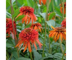 Zonnehoed - Echinacea purp. 'Hot Papaya'