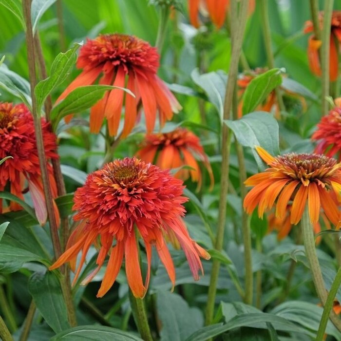 Zonnehoed - Echinacea purp. 'Hot Papaya'