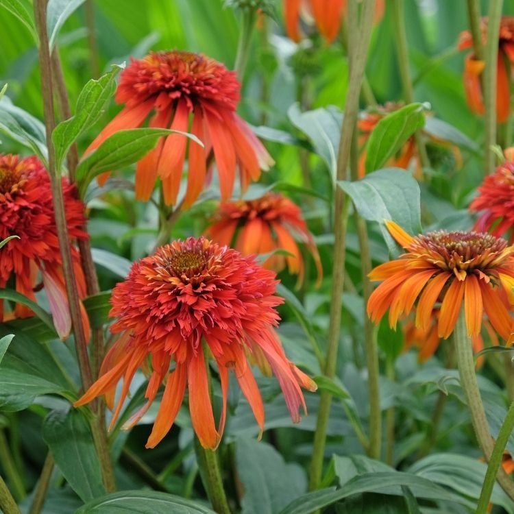 Zonnehoed - Echinacea purp. 'Hot Papaya'