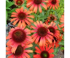 Zonnehoed - Echinacea purp. 'Lacota Orange'
