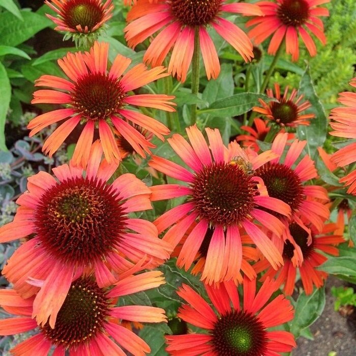Zonnehoed - Echinacea purp. 'Lacota Orange'