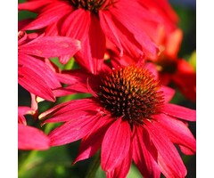Zonnehoed - Echinacea purp. 'Lakota Red'