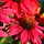 Zonnehoed - Echinacea purp. 'Lakota Red'