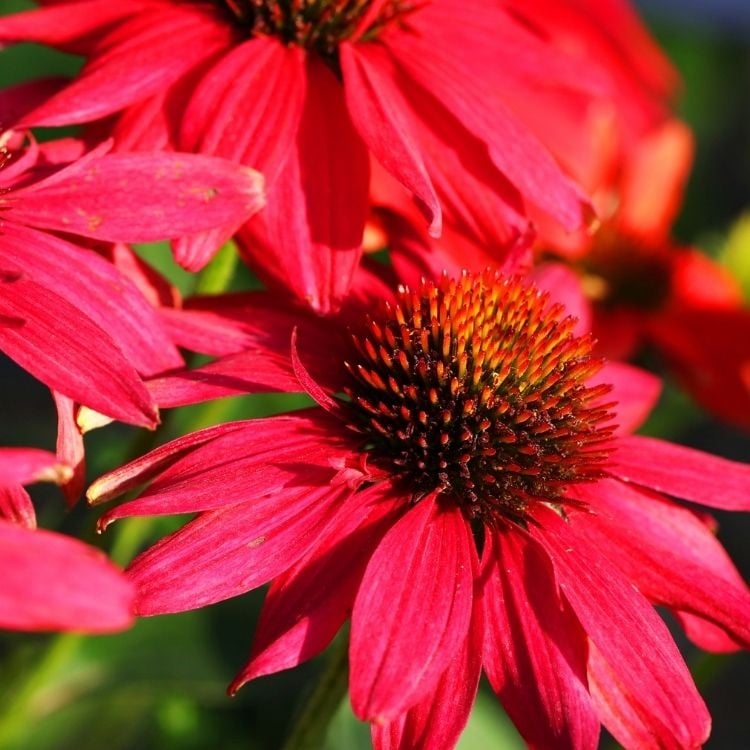 Zonnehoed - Echinacea purp. 'Lakota Red'