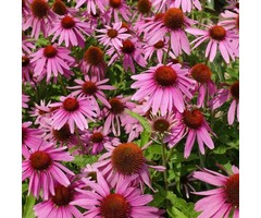Zonnehoed - Echinacea purp. 'Magnus'