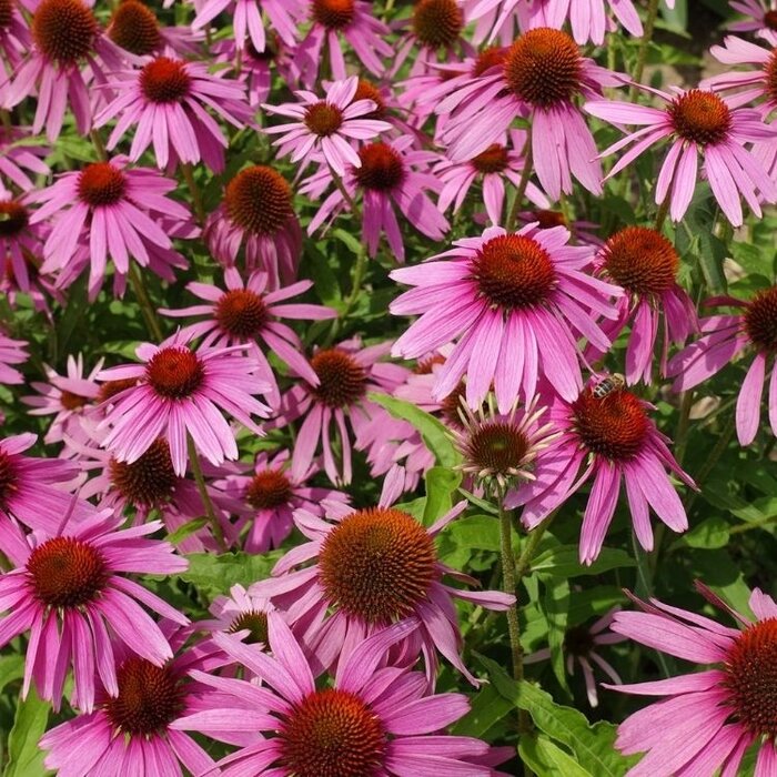 Zonnehoed - Echinacea purp. 'Magnus'