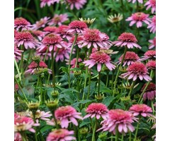 Zonnehoed - Echinacea purp. 'Pink Sorbet'