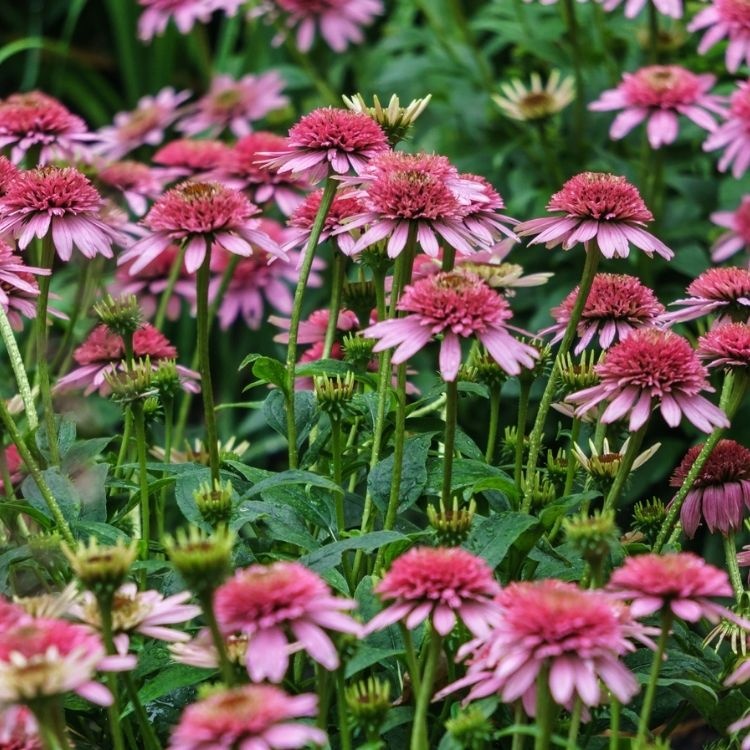 Zonnehoed - Echinacea purp. 'Pink Sorbet'