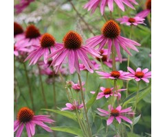 Zonnehoed - Echinacea purp. 'Rubinglow'