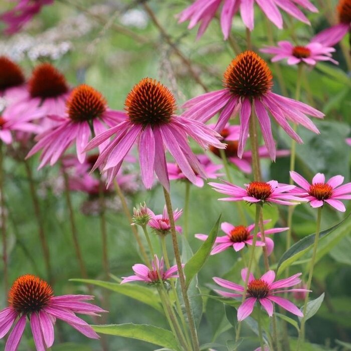 Zonnehoed - Echinacea purp. 'Rubinglow'