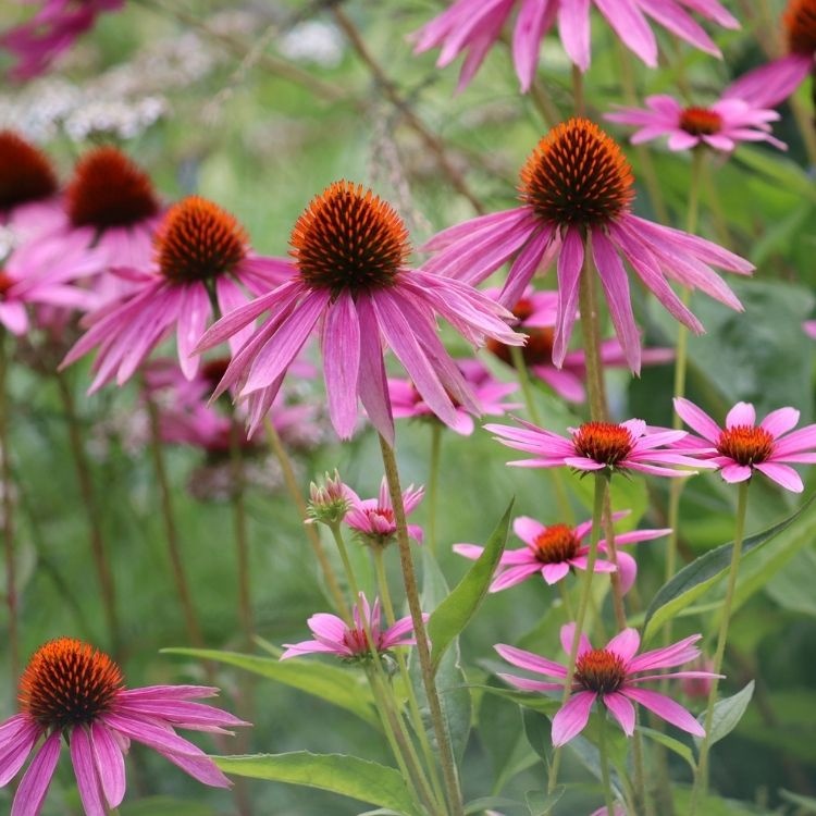 Zonnehoed - Echinacea purp. 'Rubinglow'