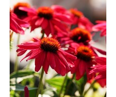 Zonnehoed - Echinacea purp. 'Sunseekers in Tanz Red'
