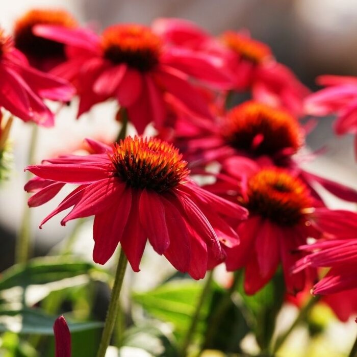 Zonnehoed - Echinacea purp. 'Sunseekers in Tanz Red'