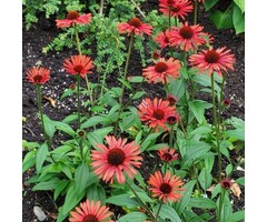 Zonnehoed - Echinacea purp. 'Tomato Soup'