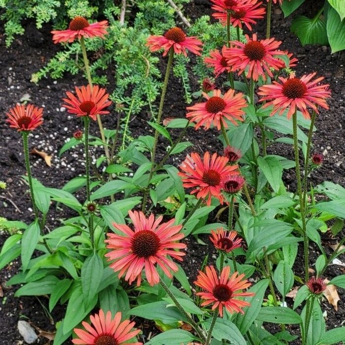 Zonnehoed - Echinacea purp. 'Tomato Soup'