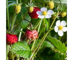 Bosaardbei - Fragaria vesca