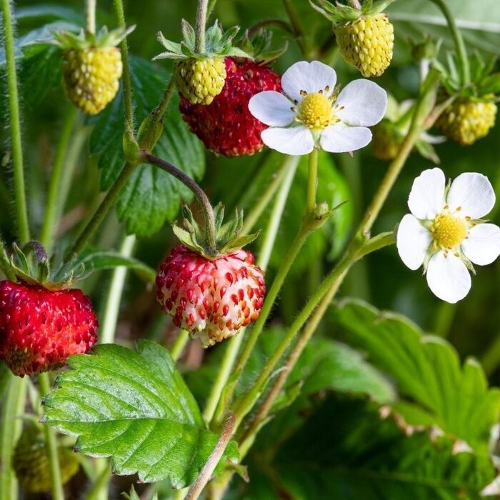 Bosaardbei - Fragaria vesca