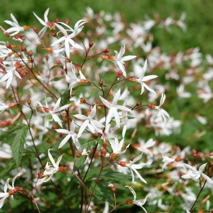 Braakwortelspirea - Gillenia trifoliata