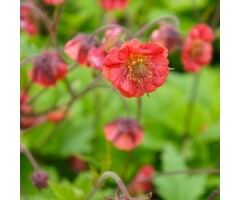 Nagelkruid - Geum 'Flames of Passion'