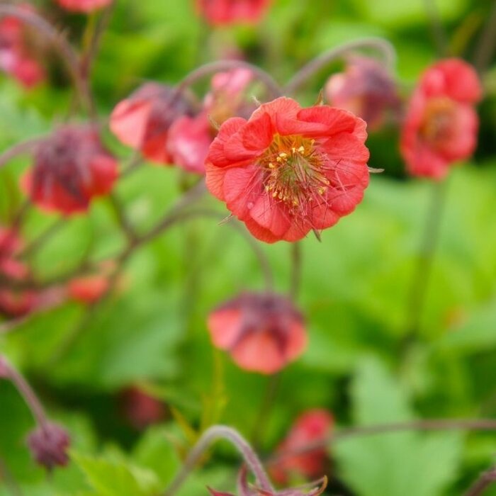 Nagelkruid - Geum 'Flames of Passion'