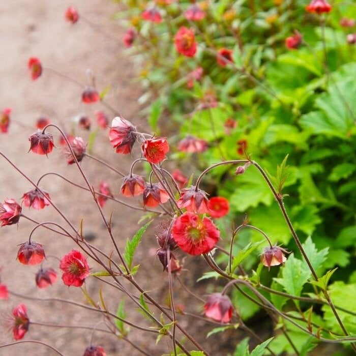 Nagelkruid - Geum 'Flames of Passion'