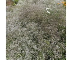 Gipskruid - Gypsophila paniculata 'Bristol Fairy'