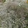 Gipskruid - Gypsophila paniculata 'Bristol Fairy'