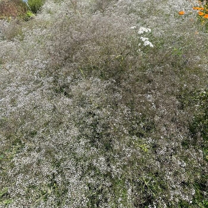 Gipskruid - Gypsophila paniculata 'Bristol Fairy'