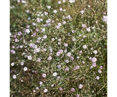 Gipskruid - Gypsophila 'Rosenschleier'