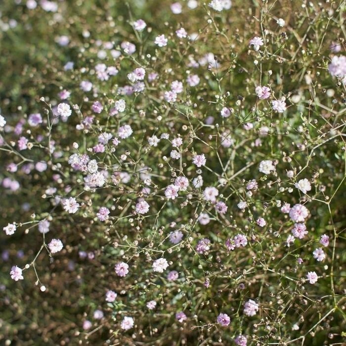 Gipskruid - Gypsophila 'Rosenschleier'