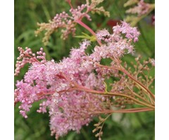 Moerasspirea - Filipendula rubra 'Venusta'