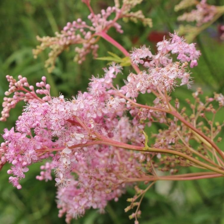 Moerasspirea - Filipendula rubra 'Venusta'